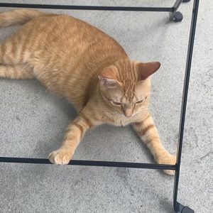 Meet your Posher, Yixun